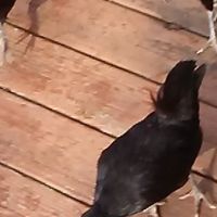 Mike Shouse Heating Cooling & Electric llc ico