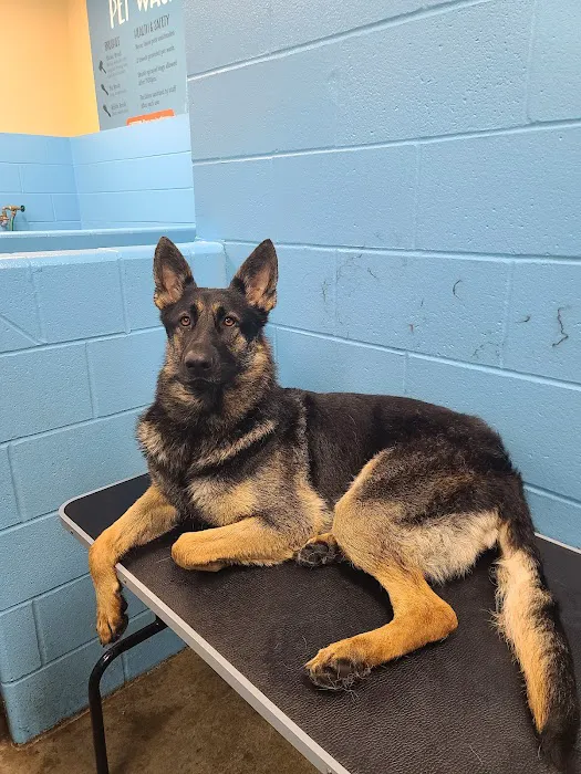 Cool Dog HVAC (HEATING & COOLING) Picture 8