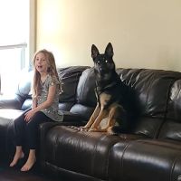 Cool Dog HVAC (HEATING & COOLING) ico