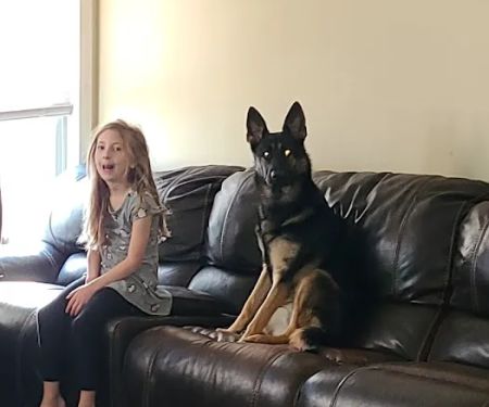 Cool Dog HVAC (HEATING & COOLING)