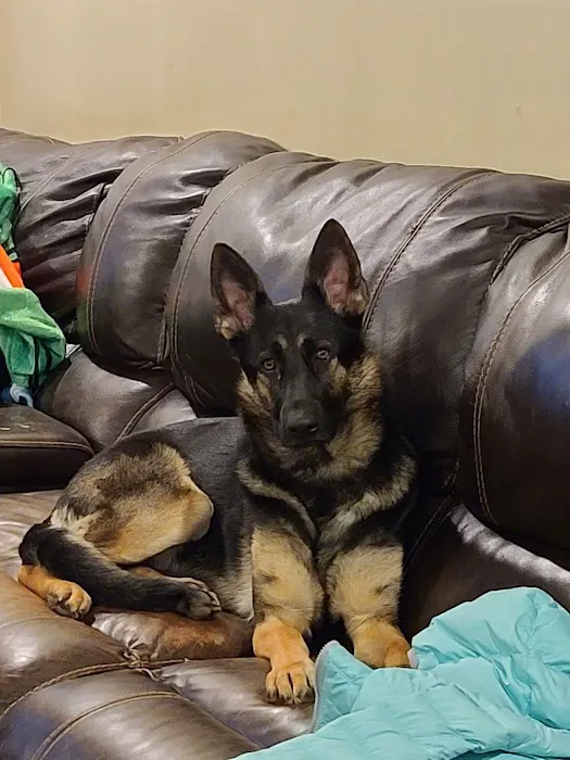 Cool Dog HVAC (HEATING & COOLING) Picture 3