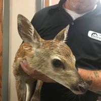 David White Services ico