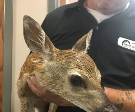 David White Services