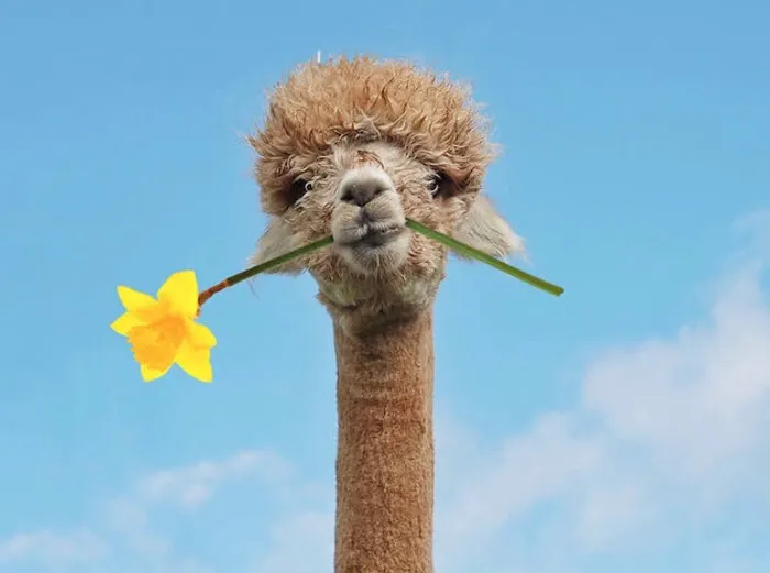 Master LLC. Picture 3