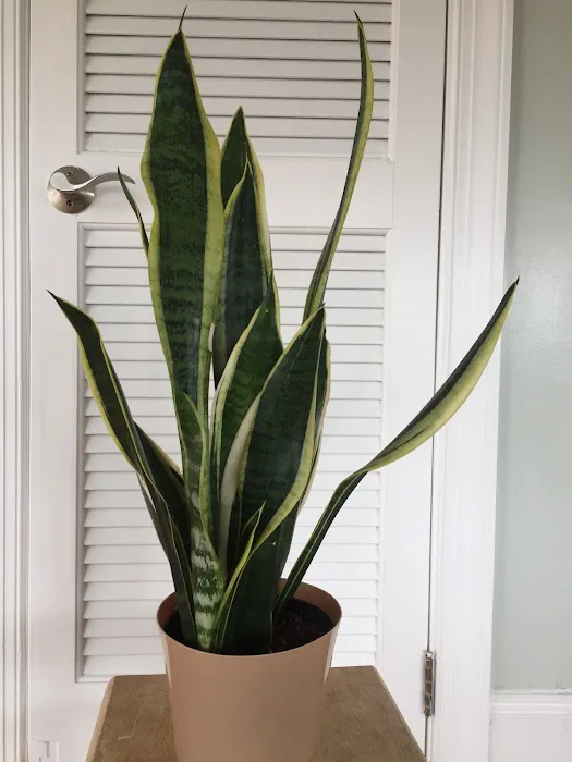 Galactic Air Incorporated Picture 2