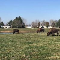 Adams Cooling Tower Inc ico