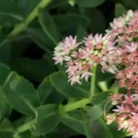 Jimmy Davis Heating & Cooling ico