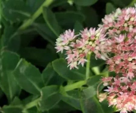 Jimmy Davis Heating & Cooling