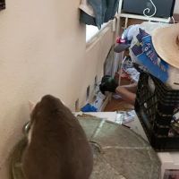 Steve Hester & Sons, LLC ico