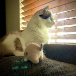 Pro-Tech Air Conditioning & Plumbing Service, Inc