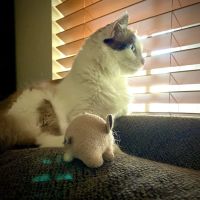 Pro-Tech Air Conditioning & Plumbing Service, Inc ico