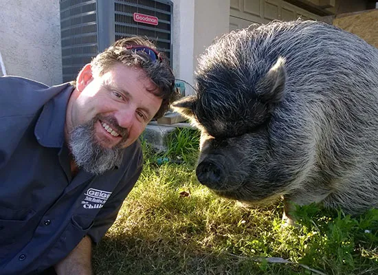 The Chilly Pig Picture 1