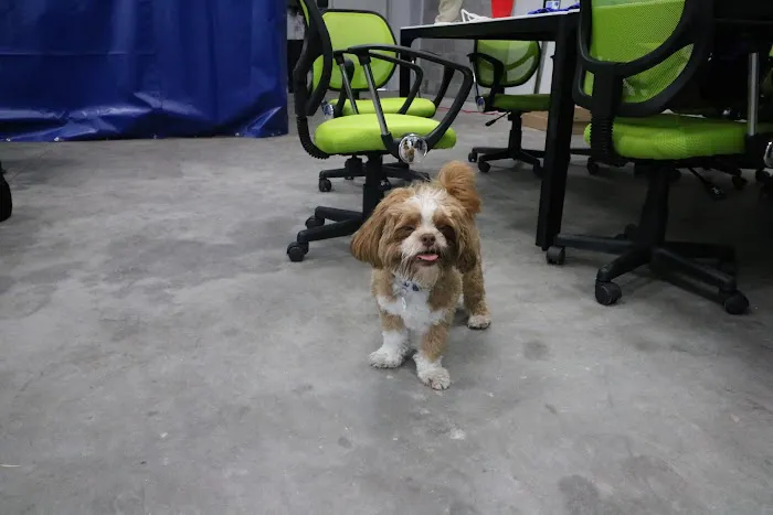 Comfort All-Stars Picture 6