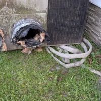 Higginbotham Brothers Construction ico