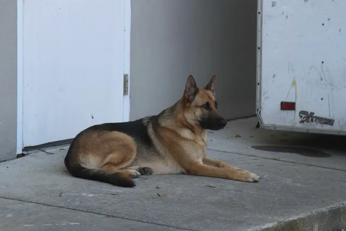 Air McCall Picture 9