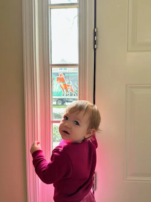 Great Dane Picture 1