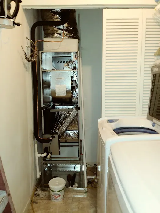 Great Dane Picture 3