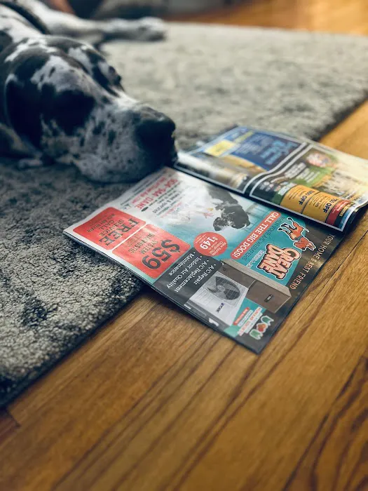 Great Dane Picture 9