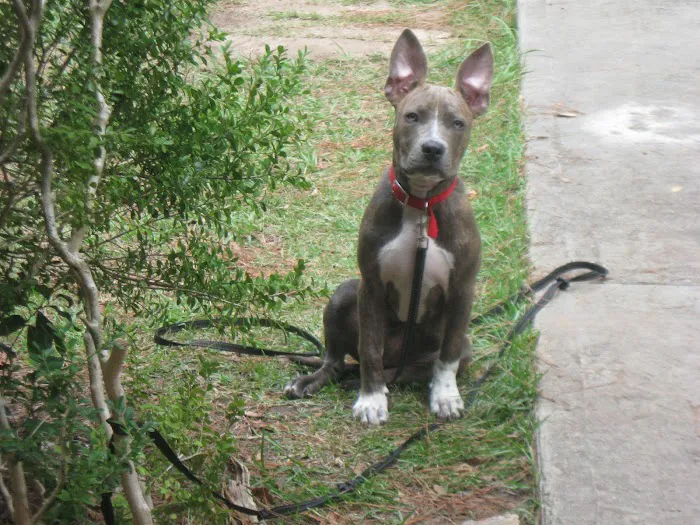 Payne's Air Conditioning & Heating Picture 2