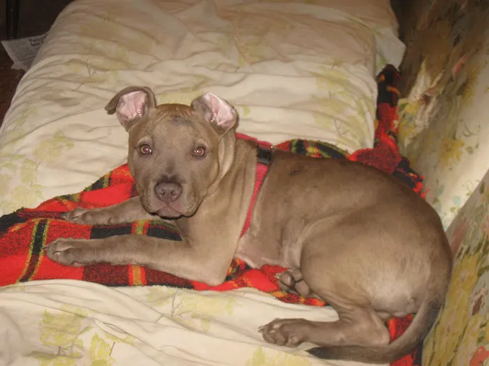 Payne's Air Conditioning & Heating Picture 7