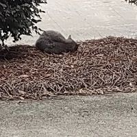 Trane Residential Systems ico