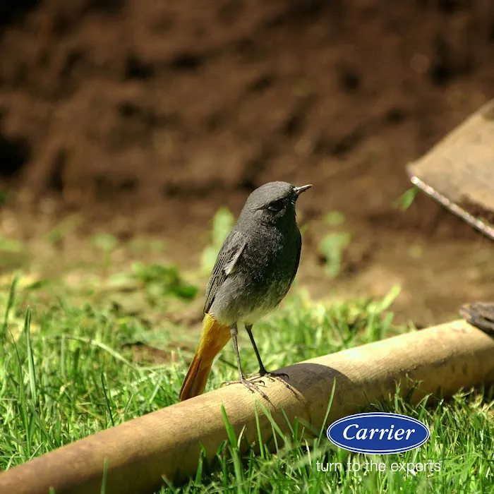 Baileys Air Picture 5