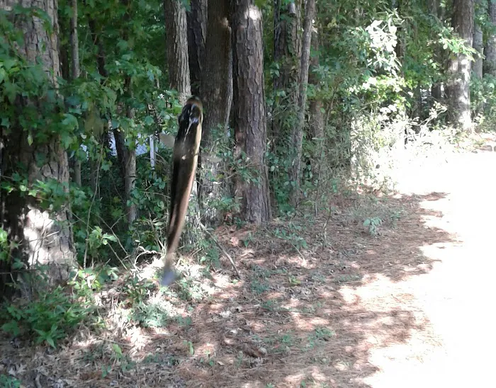 Mobley Mechanical Picture 1