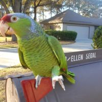 Gochnauer Air Conditioning & Heating ico