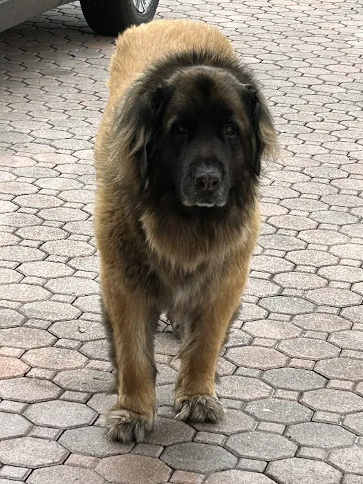 Shark Heating & Cooling Picture 4